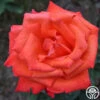 Wildfire™ -Heirloom Roses wildfire 2