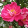 William Baffin 1 William Baffin -Heirloom Roses william baffin logo 01