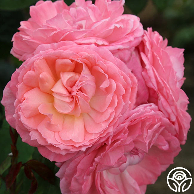 Windsor Castle Wedding™ 4 Windsor Castle Wedding™ - Image 2