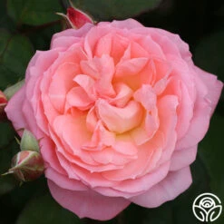 Windsor Castle Weddingâ„¢