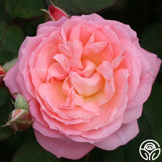 Windsor Castle Wedding™ 3 Windsor Castle Wedding™