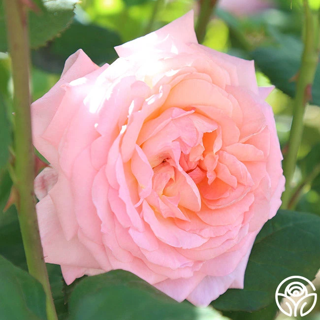 Windsor Castle Wedding™ 5 Windsor Castle Wedding™ - Image 3