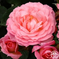 Windsor Castle Wedding™ 9 Windsor Castle Wedding™ -Heirloom Roses windsor castle wedding 4 2