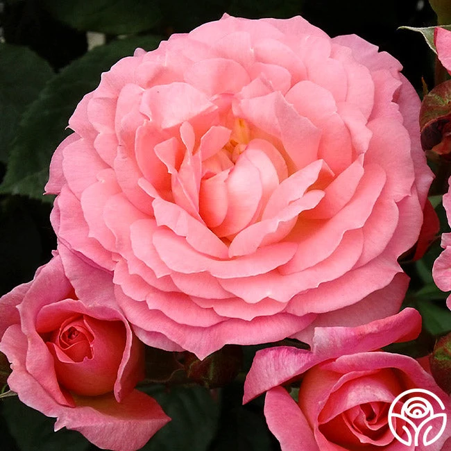 Windsor Castle Wedding™ 6 Windsor Castle Wedding™ - Image 4