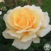 Eleganza® Winter Sun -Heirloom Roses winter sun 1 2