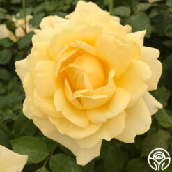 Eleganza® Winter Sun -Heirloom Roses winter sun 2 2