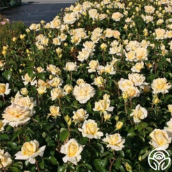 Eleganza® Winter Sun -Heirloom Roses winter sun 3 1