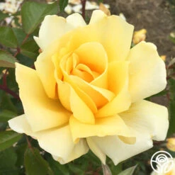 Eleganza® Winter Sun -Heirloom Roses winter sun 45