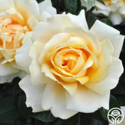 Eleganza® Winter Sun -Heirloom Roses winter sun 7