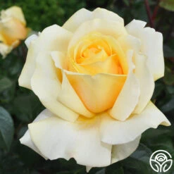 Eleganza® Winter Sun -Heirloom Roses winter sun 71