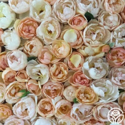 Wollerton Old Hall™ -Heirloom Roses wollerton old hall 19