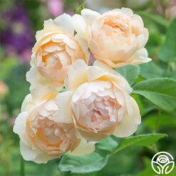 Wollerton Old Hallâ„¢