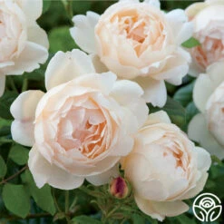 Wollerton Old Hall™ -Heirloom Roses wollerton old hall 3 2