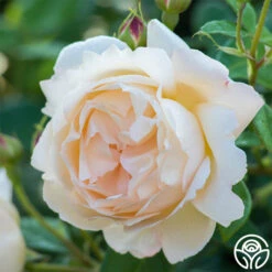 Wollerton Old Hall™ -Heirloom Roses wollerton old hall 6