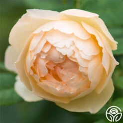 Wollerton Old Hall™ -Heirloom Roses wollerton old hall 7