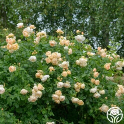Wollerton Old Hall™ -Heirloom Roses wollerton old hall 9
