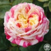 Wonderstripe™ 2 Wonderstripe™ -Heirloom Roses wonderstripe 1 8
