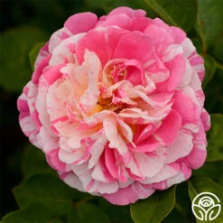 Wonderstripe™ 9 Wonderstripe™ -Heirloom Roses wonderstripe 3 1 1