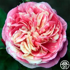 Wonderstripe™ 8 Wonderstripe™ -Heirloom Roses wonderstripe 4 8