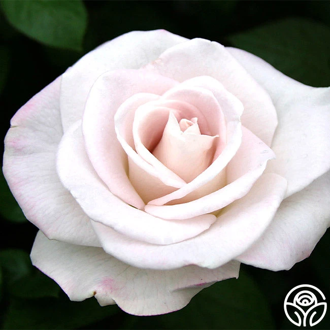World War II Memorial Rose™ 3 World War II Memorial Rose™
