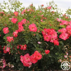 Yabba Dabba Doo 10 Yabba Dabba Doo -Heirloom Roses yabba dabba doo 11