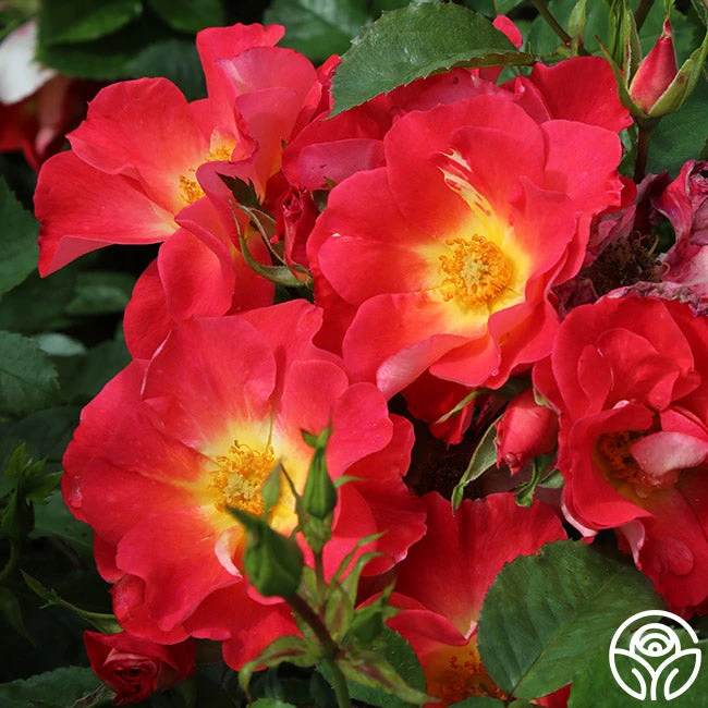 Yabba Dabba Doo 4 Yabba Dabba Doo - Image 2