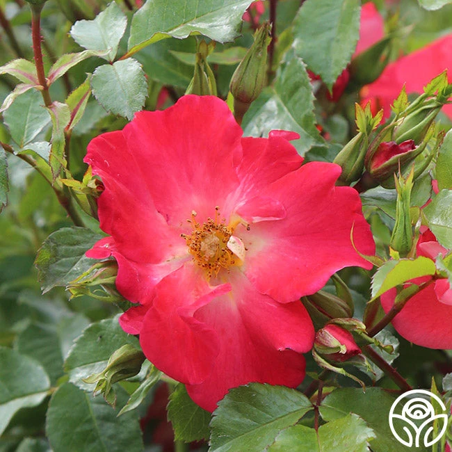 Yabba Dabba Doo 7 Yabba Dabba Doo - Image 5