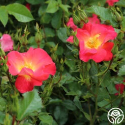 Yabba Dabba Doo 11 Yabba Dabba Doo -Heirloom Roses yabba dabba doo 16