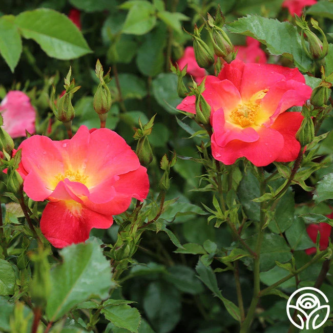 Yabba Dabba Doo 6 Yabba Dabba Doo - Image 4