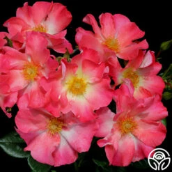 Yabba Dabba Doo 13 Yabba Dabba Doo -Heirloom Roses yabba dabba doo 17