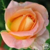 Yankee Doodle® -Heirloom Roses yankee doodle 1 1