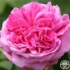 Yolande De Aragon -Heirloom Roses yolanda de aragon 15