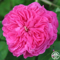 Yolande De Aragon 17 Yolande De Aragon -Heirloom Roses yolande de aragon 19