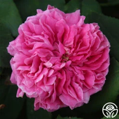 Yolande De Aragon 14 Yolande De Aragon -Heirloom Roses yolande de argon 1