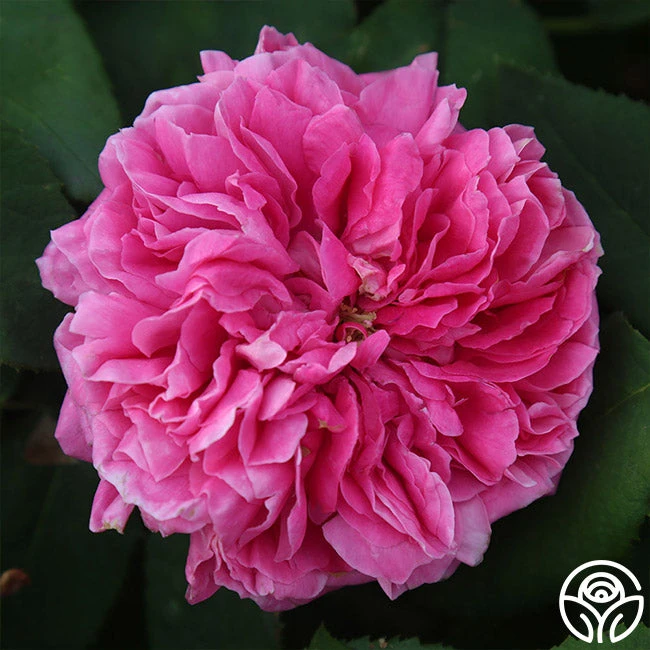 Yolande De Aragon 7 Yolande De Aragon - Image 5