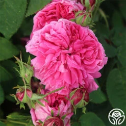 Yolande De Aragon 12 Yolande De Aragon -Heirloom Roses yolande de argon 3