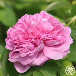 Yolande De Aragon 13 Yolande De Aragon -Heirloom Roses yolande de argon 6