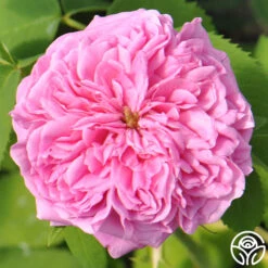 Yolande De Aragon 15 Yolande De Aragon -Heirloom Roses yolande de argon 7