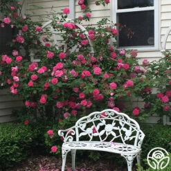 Zéphirine Drouhin -Heirloom Roses zephirine drouhin 11 1