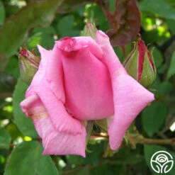 Zéphirine Drouhin -Heirloom Roses zephirine drouhin 6 1