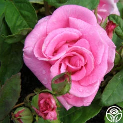 Zéphirine Drouhin -Heirloom Roses zephirine drouhin 7 1