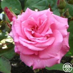 Zéphirine Drouhin -Heirloom Roses zephirine drouhin 8 1